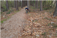 A volunteer bends down near a large pine tree, looking at something on the ground.