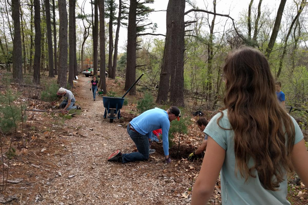Volunteers plant pine saplings.